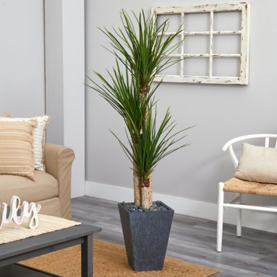 Image showing  5.5 ft. Artificial Triple Stalk Yucca Plant in Slate Planter
