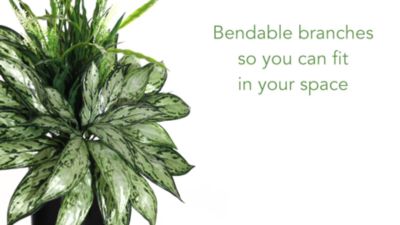 Image showing  20 in. Artificial Silver Queen and Grass Plant in Black Vase