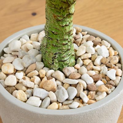 Image showing  5 ft. Artificial Plumeria Tree in Decorative Planter, UV Resistant, Indoor/Outdoor