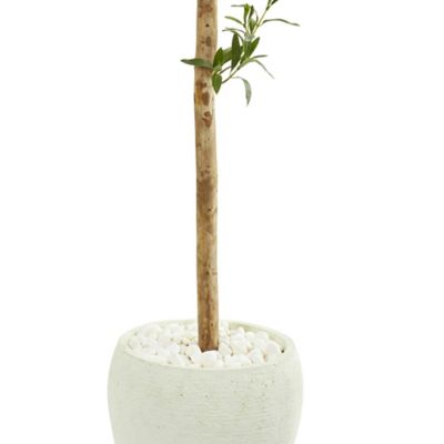 Image showing  5 ft. Artificial Olive Topiary Tree in White Planter