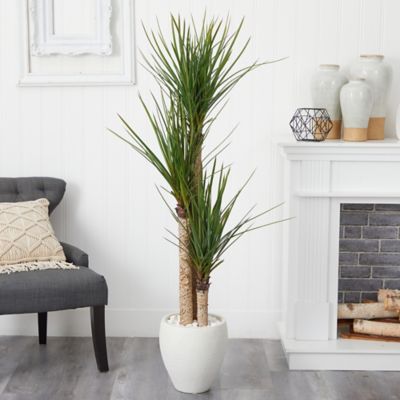 Image showing  5.5 ft. Artificial Yucca Tree in White Planter