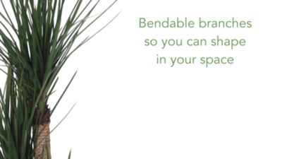 Image showing  5.5 ft. Artificial Yucca Tree in White Planter