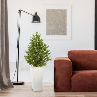 Image showing  4 ft. Artificial Olive Cone Topiary Tree in White Planter, UV Resistant, Indoor/Outdoor