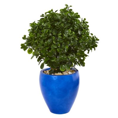 Nearly Natural 32 in. Artificial Peperomia Plant in Blue Planter, UV Resistant, Indoor/Outdoor