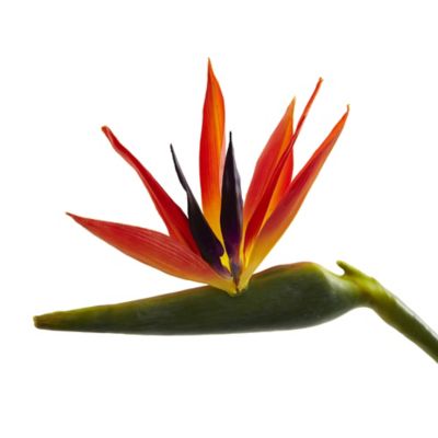 Image showing  38 in. Artificial Large Bird of Paradise Flower, 4 pc.