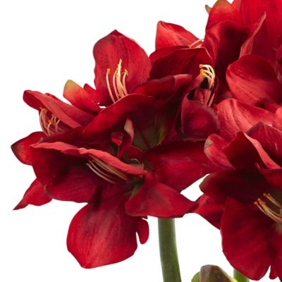 Image showing  26 in. Artificial Amaryllis Arrangement with Vase