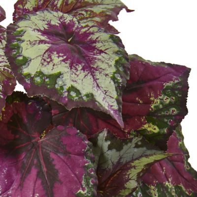Image showing  16 in. Artificial Wax Begonia Bush Plant, 6 pc.