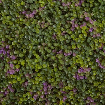 Image showing  6 in. Artificial x 6 in. Artificial Purple & Green Clover Mat, 12 pc.