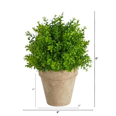 Image showing  8 in. Artificial Boxwood Plant in Decorative Planter