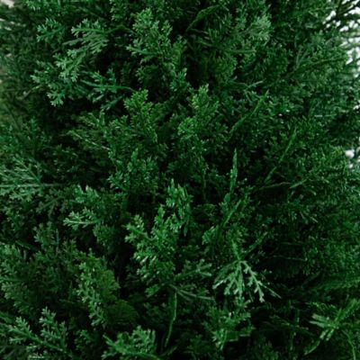 Image showing  3 ft. Artificial Cedar Plant with Integrated Ground Stake, UV Resistant, Indoor/Outdoor, 2 pc.