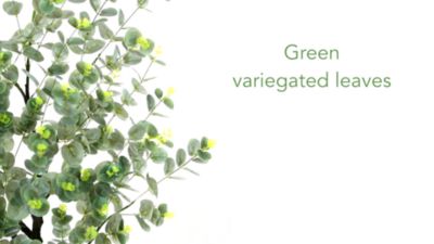 Image showing  4.5 ft. Artificial Eucalyptus Tree