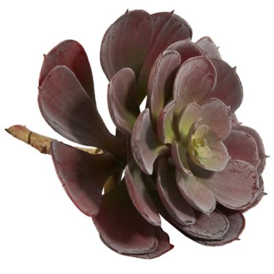 Image showing  6 in. Artificial Echeveria Succulent, 12 pc.