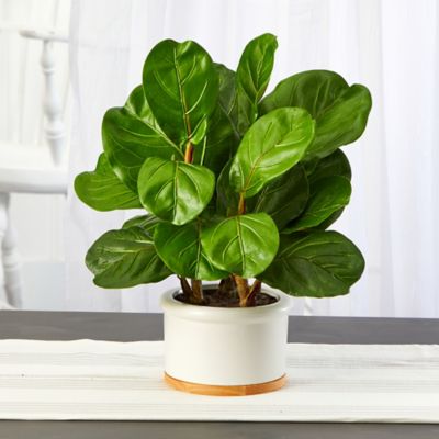 Image showing  Artificial 15 in. Fiddle Leaf Tree in White Planter