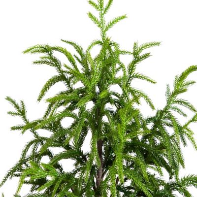 Image showing  4 ft. Artificial Norfolk Pine Tree