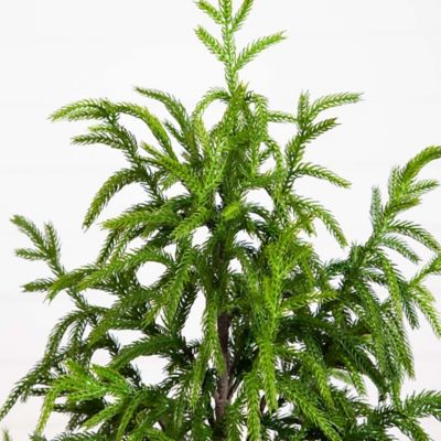 Image showing  4 ft. Artificial Norfolk Pine Tree