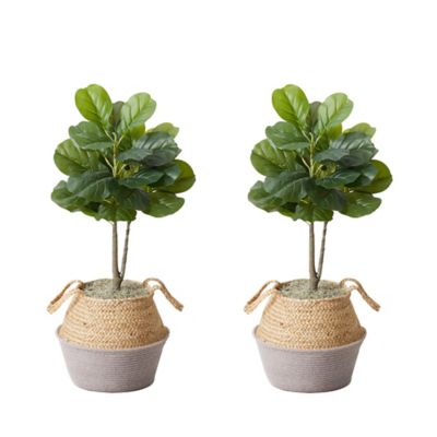 Image showing  3 ft. Artificial Fiddle Leaf Fig Tree with Handmade Cotton & Jute Woven Planter DIY Kit, 2 pc., P1908-S2-GA