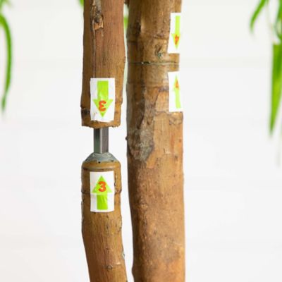 Image showing  5 ft. Artificial Willow Tree, Real Touch