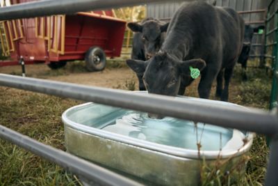 Image showing 5 th Tarter 134 gal. 2 ft. Square Trough