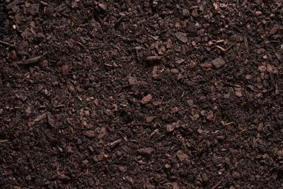 Image showing  2 qt. Biochar for Indoor Plants