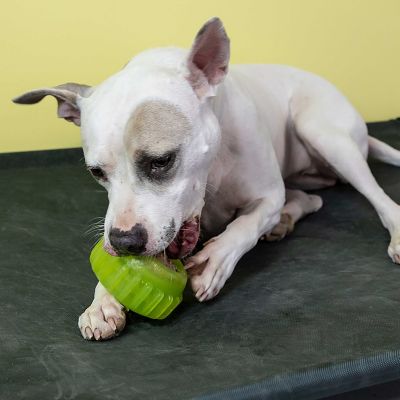 Image showing  Everlasting Treat Sprocket for Large Dogs