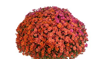 Image showing 12 in. Tri-Mum Plant