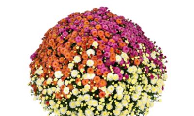 Image showing 12 in. Tri-Mum Plant