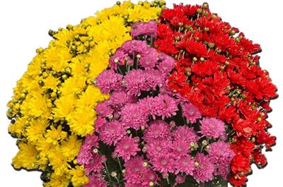 Image showing 12 in. Tri-Mum Plant