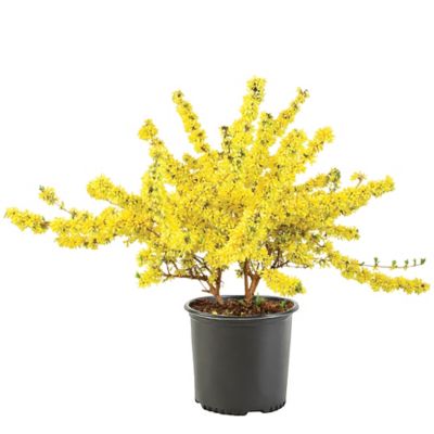 Forsythia