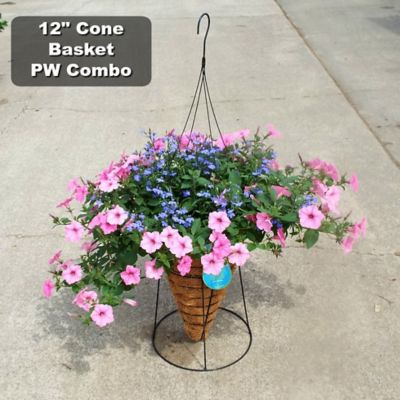 Pope's Plant Farm 12 in. Cone Coco HB PW