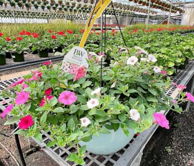 Pope's Plant Farm 14.5 in. Combo PW HB