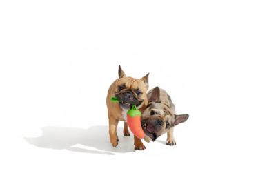 Image showing  Habanero Pupper Dog Toy