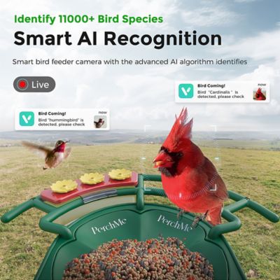 Image showing  AI-Recognition Smart Bird Feeder with Camera, Solar Powered, Forest Green
