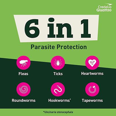 Image showing  Quattro Flavored Chewable Tablet for Dogs and Puppies