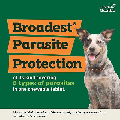 Image showing  Quattro Flea and Tick Flavored Chewable Tablet for Dogs and Puppies