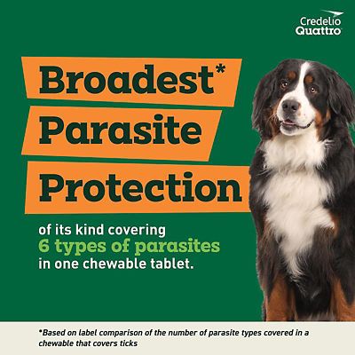 Image showing  Quattro Flavored Chewable Tablet for Dogs and Puppies