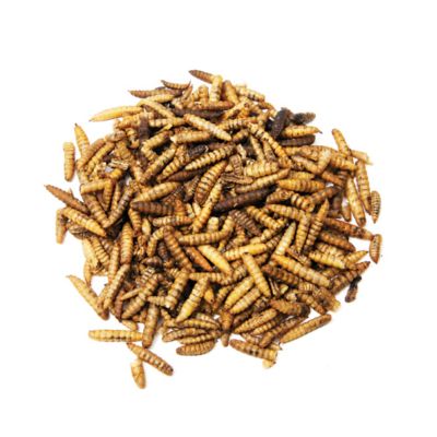 Image showing  Dynamic Duo