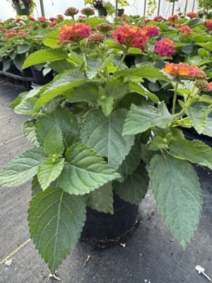 1 gal. Premium Annual Lantana