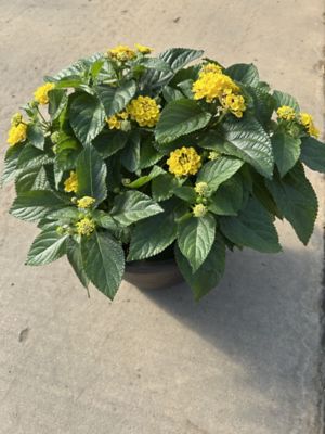 #10 Deco Lantana
