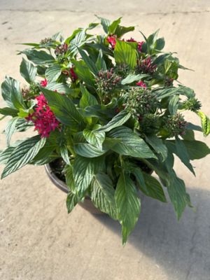 #10 Deco Pentas