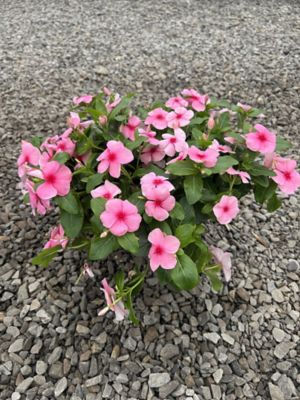 #10 Deco Vinca
