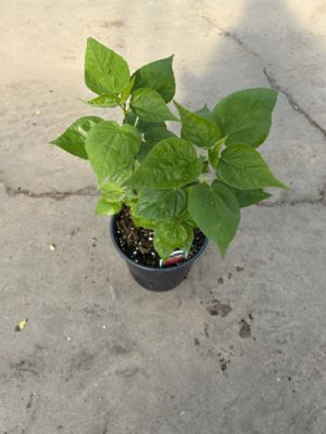 1 gal. Deluxe Perrenial Hardy Hibiscus