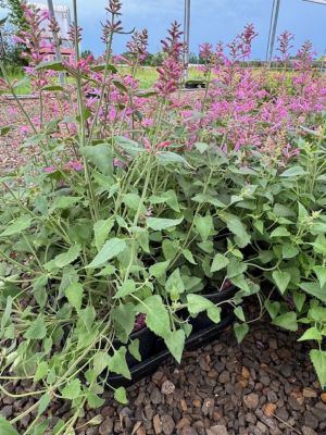 1 gal. Premium Perennial Agastache