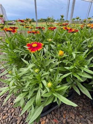 1 gal. Premium Perennial Coreopsis