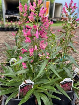 1 gal. Premium Perennial Penstemon
