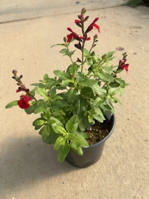 1 gal. Premium Perennial Salvia