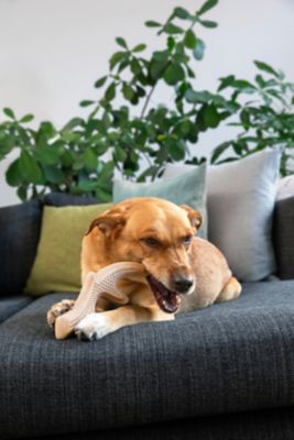 Image showing  Everlast Antler Dog Chew - Large