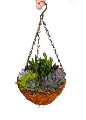 8 in. Woodland HB Succulent Combo