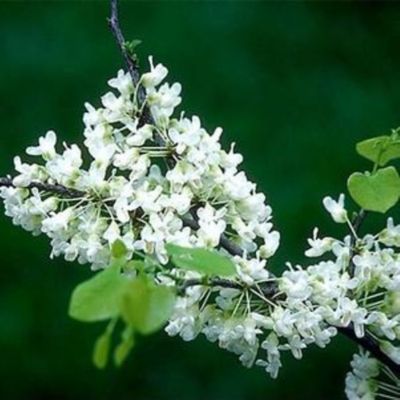 Image showing Shade Tree