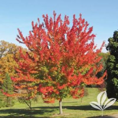 Ornamental Tree