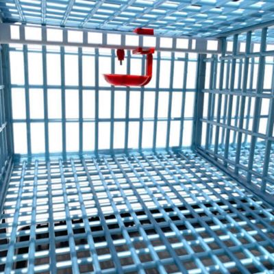 Image showing 8 th Hatching Time Comfortplast Jumbo Quail Cage - 4 Layer, 3 Section Per Layer